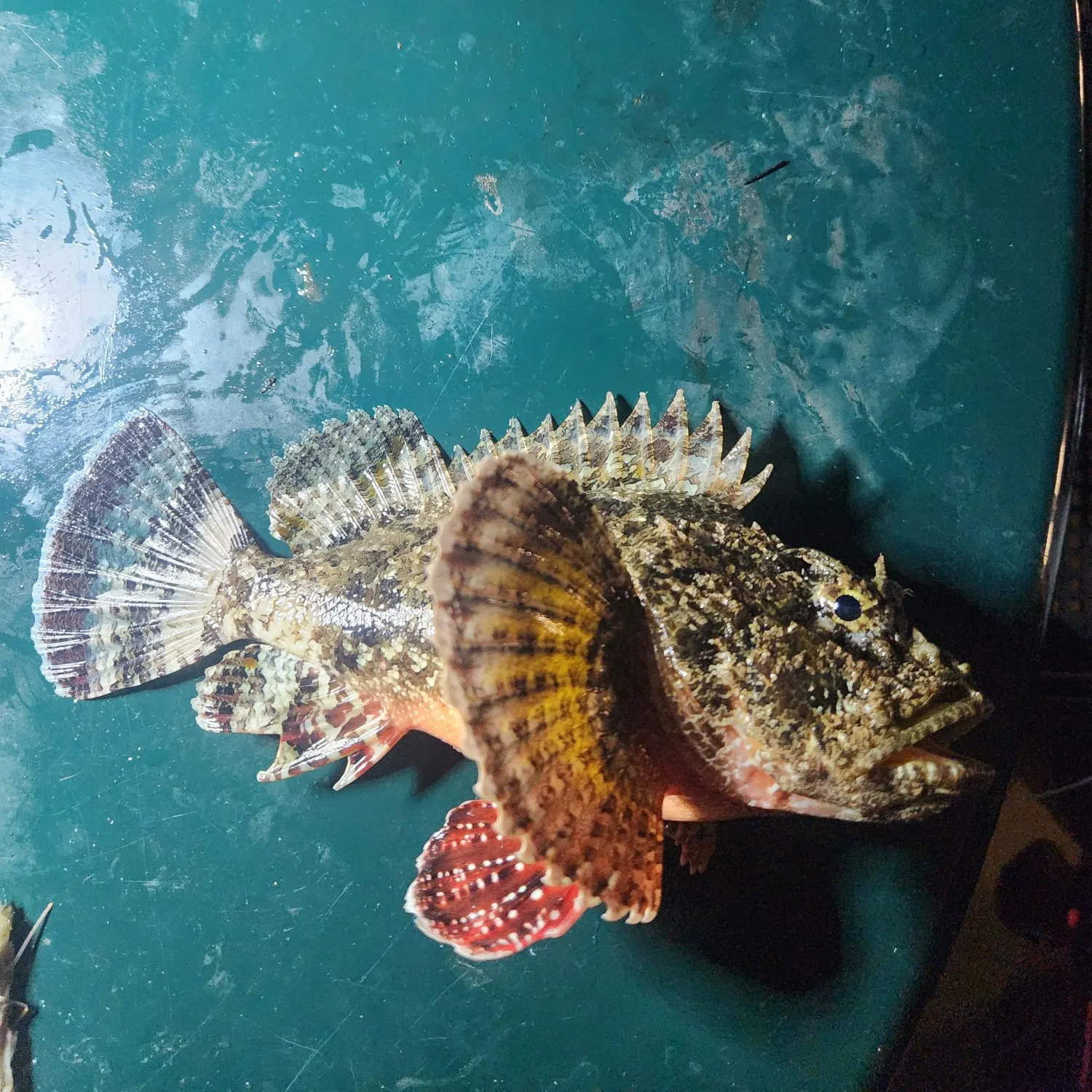 The most recent Spotted scorpionfish catches on Fishbrain