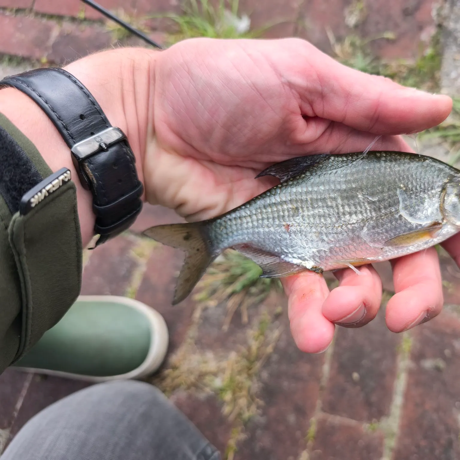 White bream caught on Fishbrain