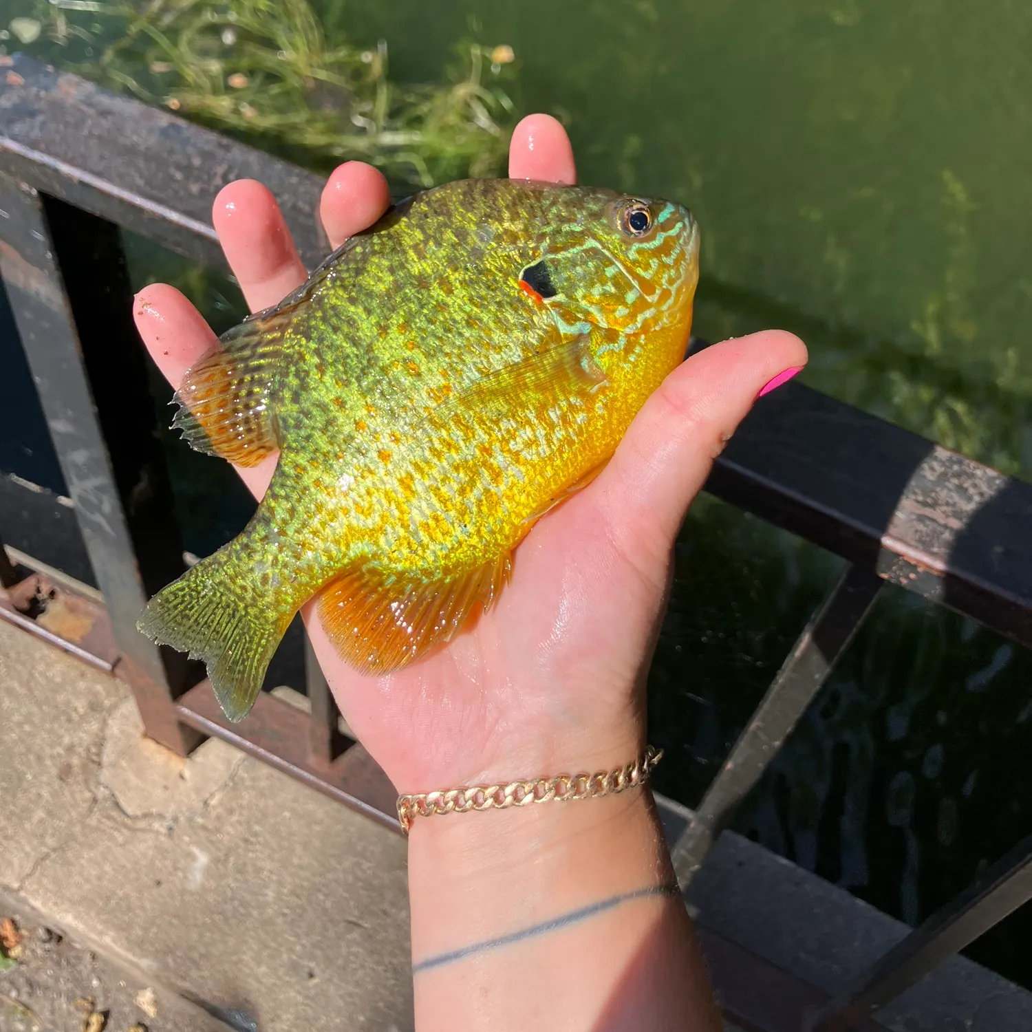 Pumpkinseed caught on Fishbrain