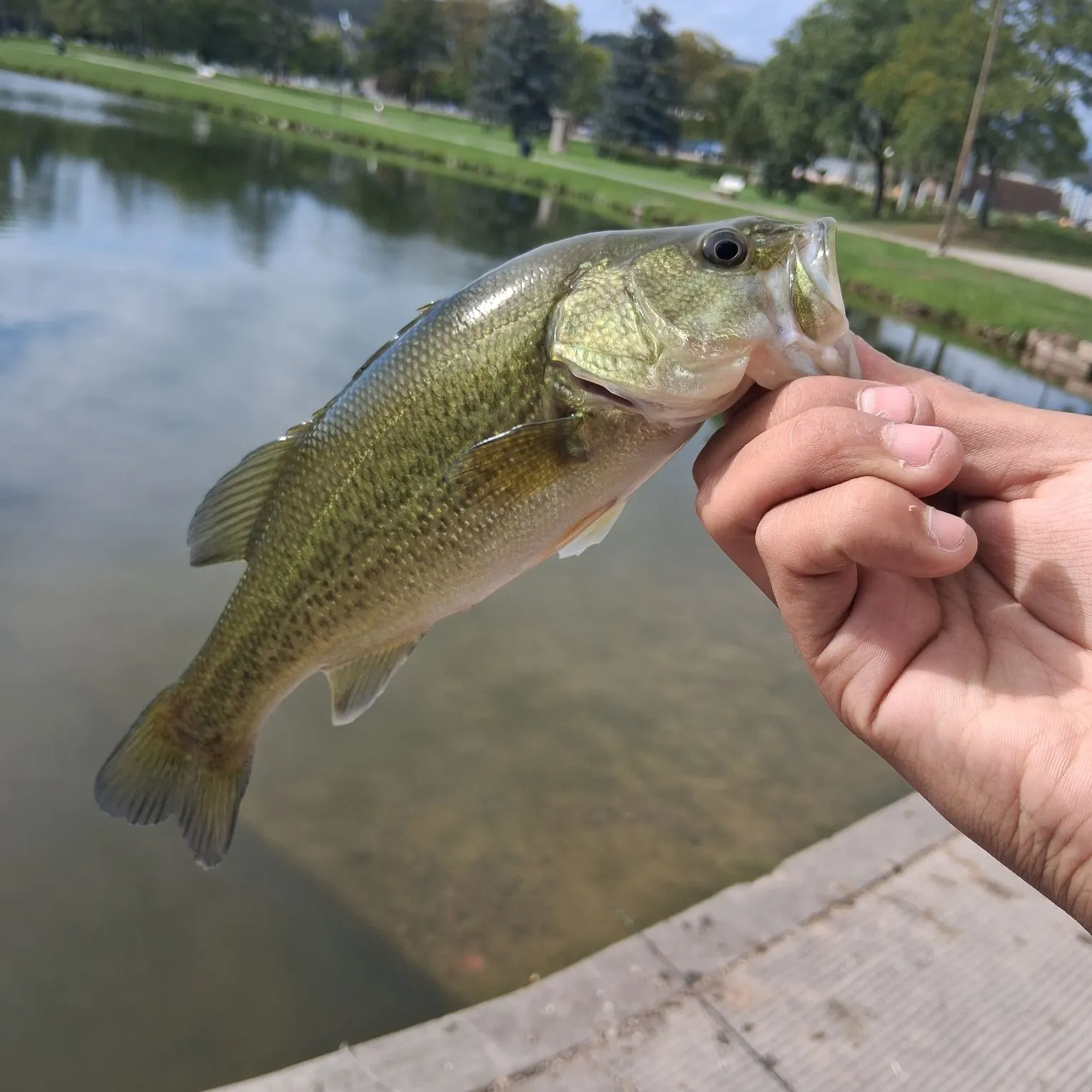 Largemouth bass caught on Fishbrain
