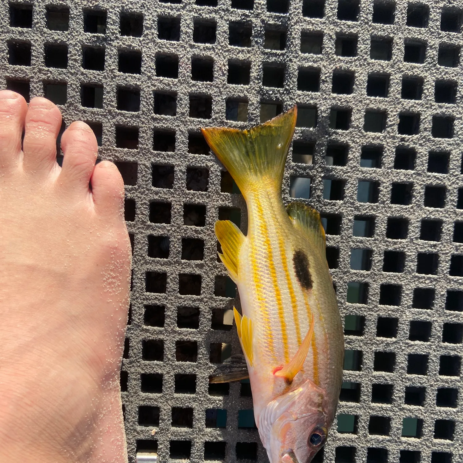 Moses perch caught on Fishbrain