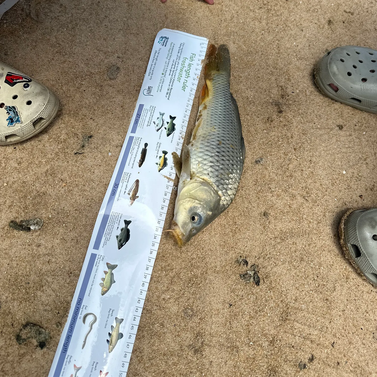 The most recent Common carp catches on Fishbrain