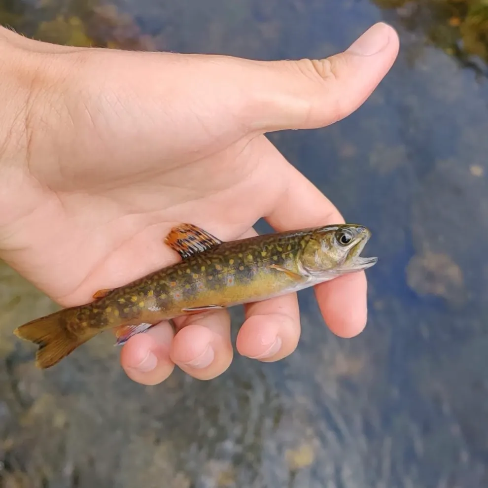 Brook trout caught on Fishbrain