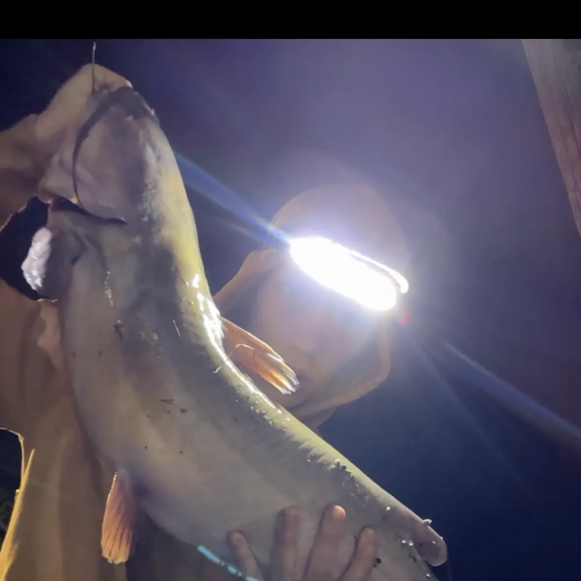 Fish caught on Fishbrain