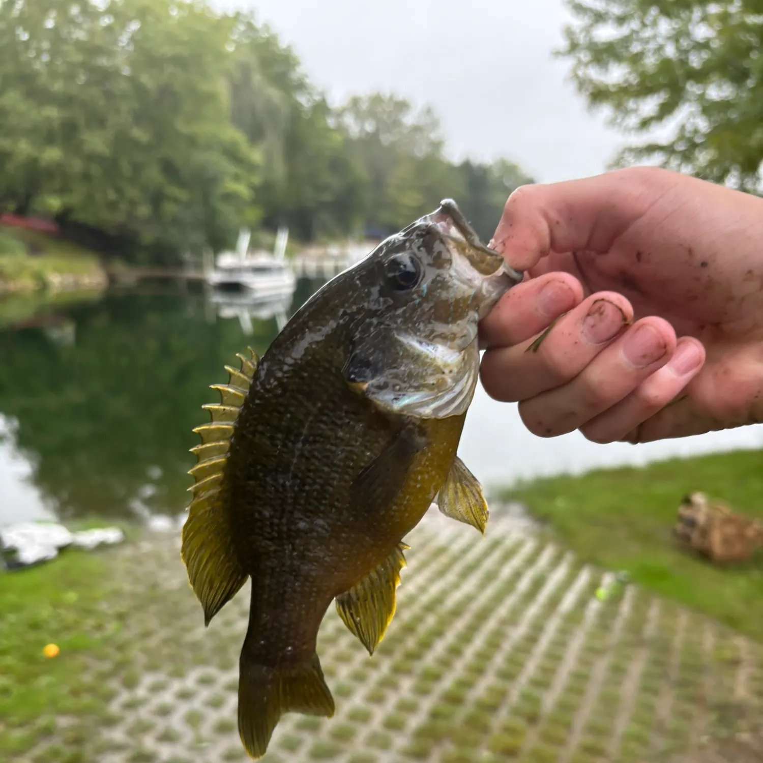Green sunfish caught on Fishbrain