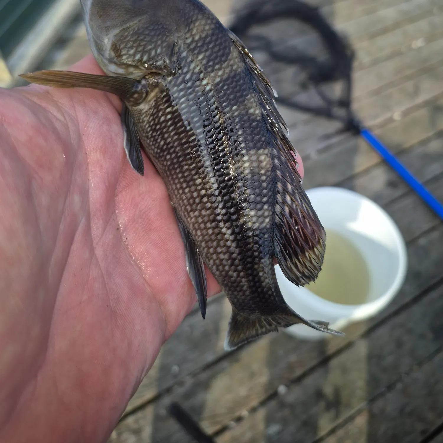 The most recent Black sea bass catches on Fishbrain