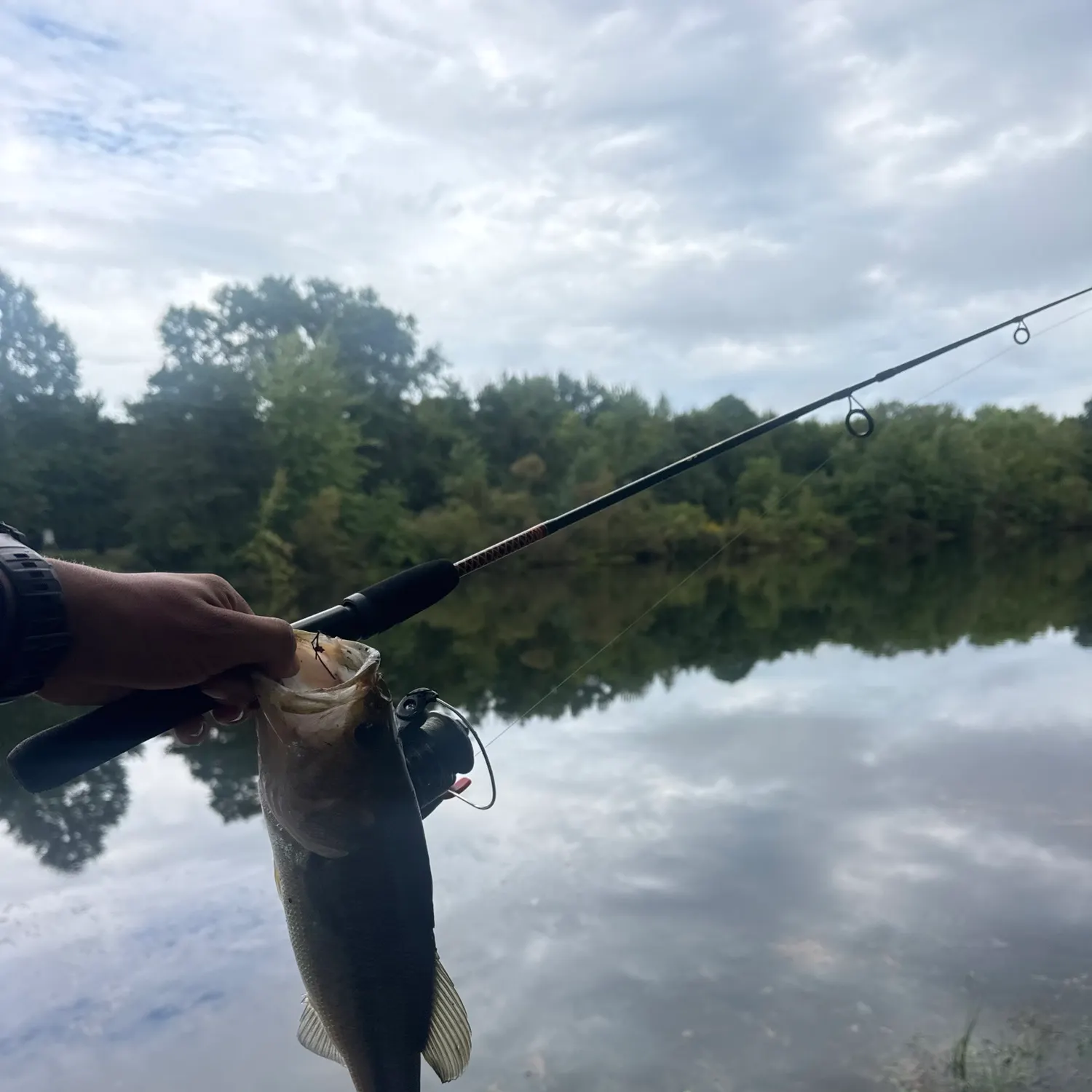 Largemouth bass caught on Fishbrain