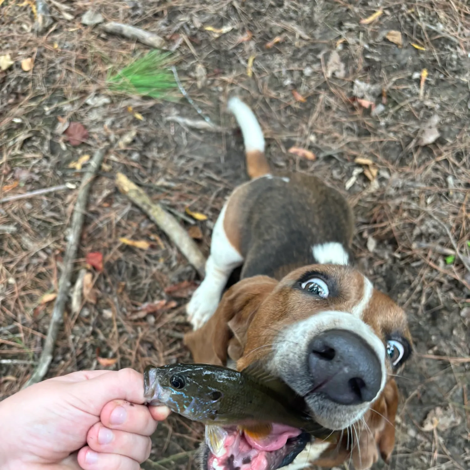 angler catch