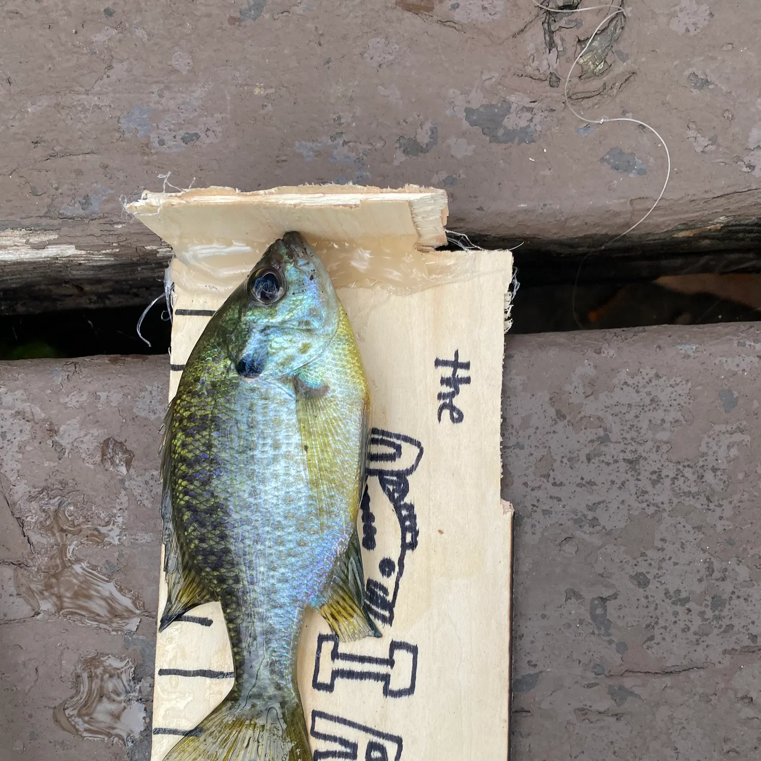 Bluegill caught on Fishbrain