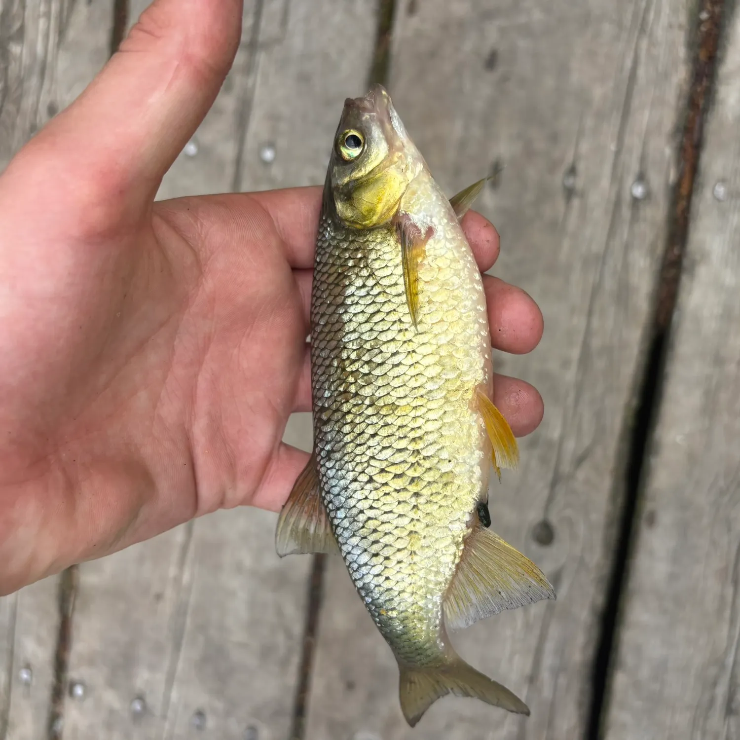 The most recent Golden shiner catches on Fishbrain