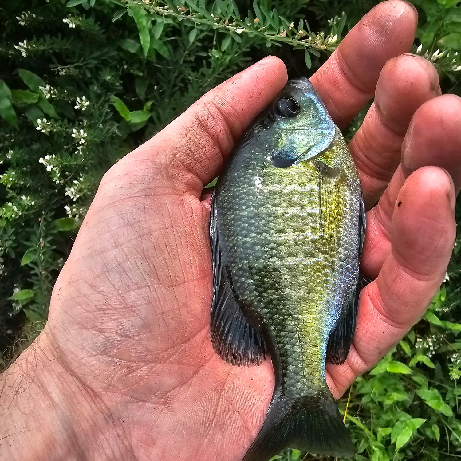 Bluegill caught on Fishbrain