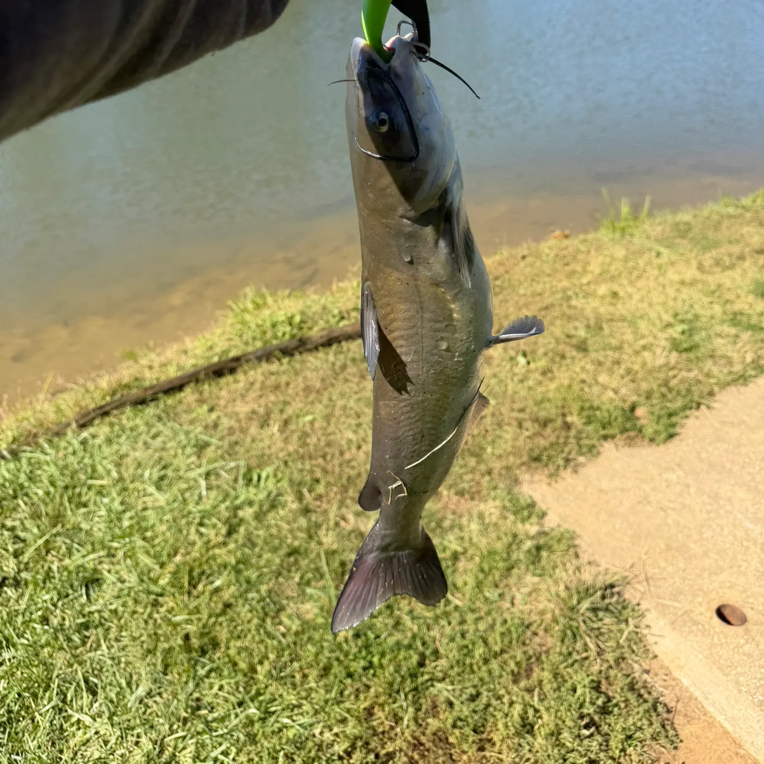 Channel catfish caught on Fishbrain