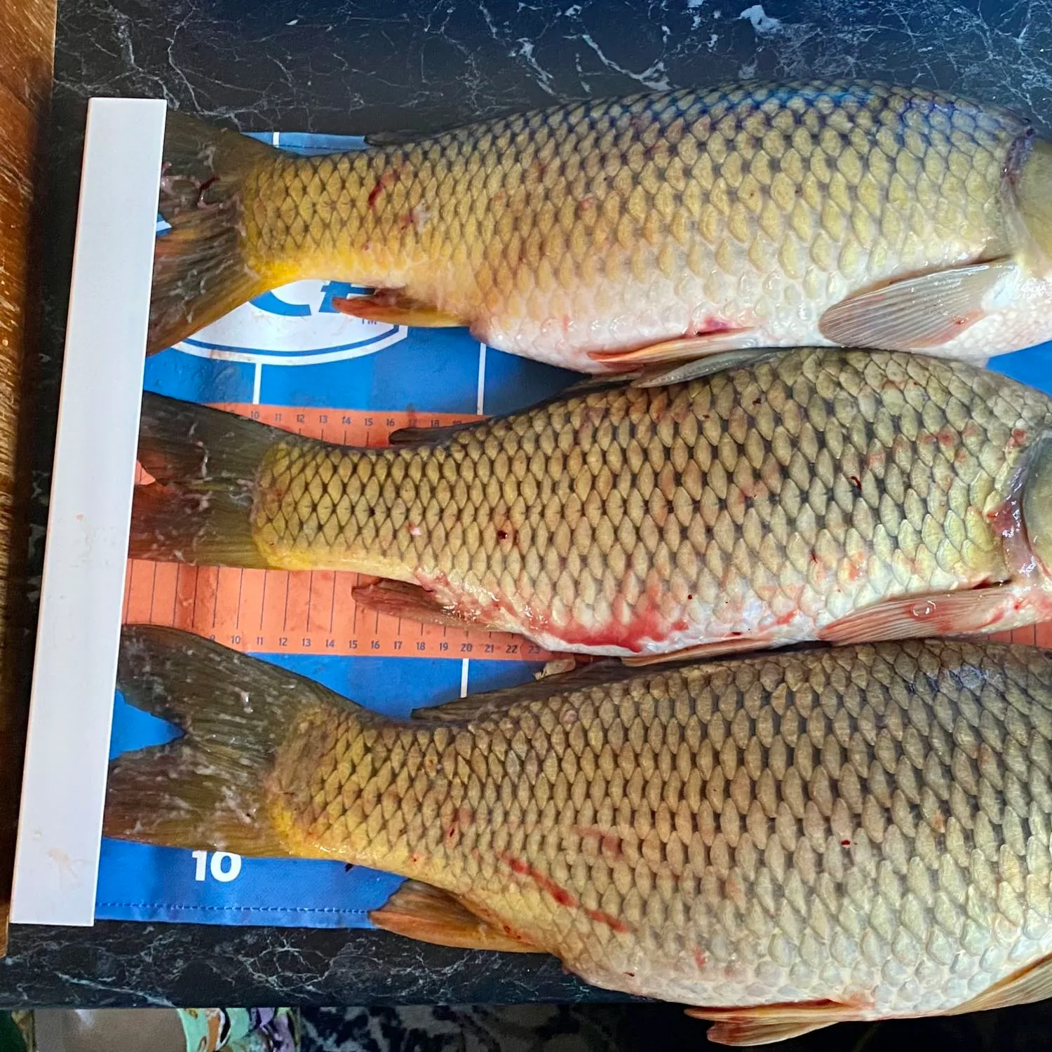 recently logged catches