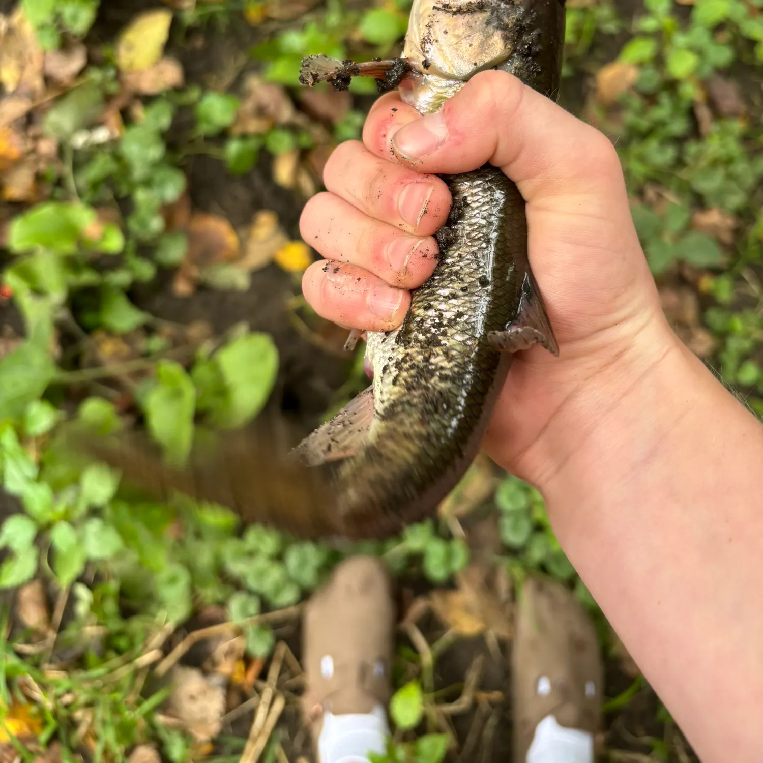 Northern pikeminnow caught on Fishbrain