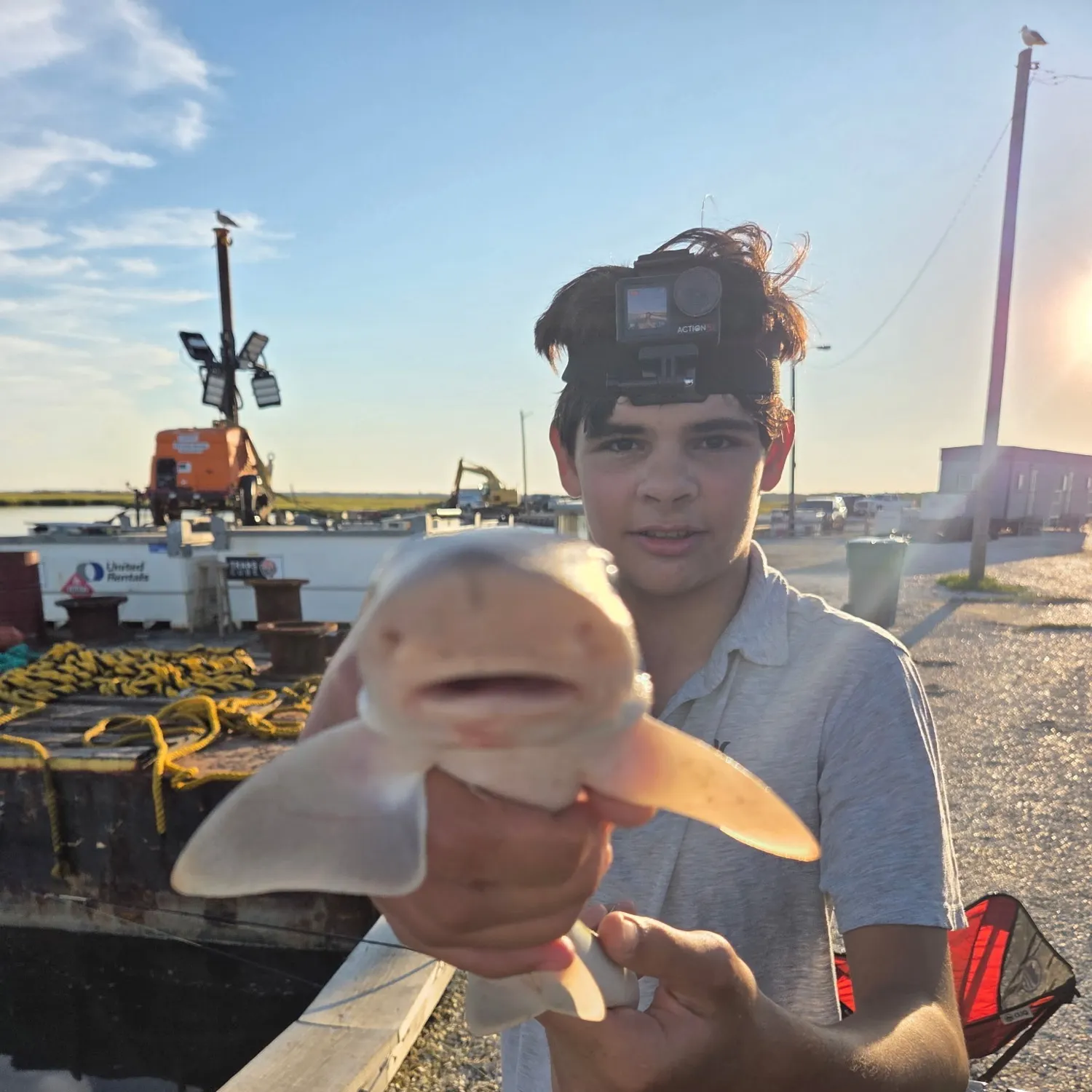 Dusky smooth-hound caught on Fishbrain