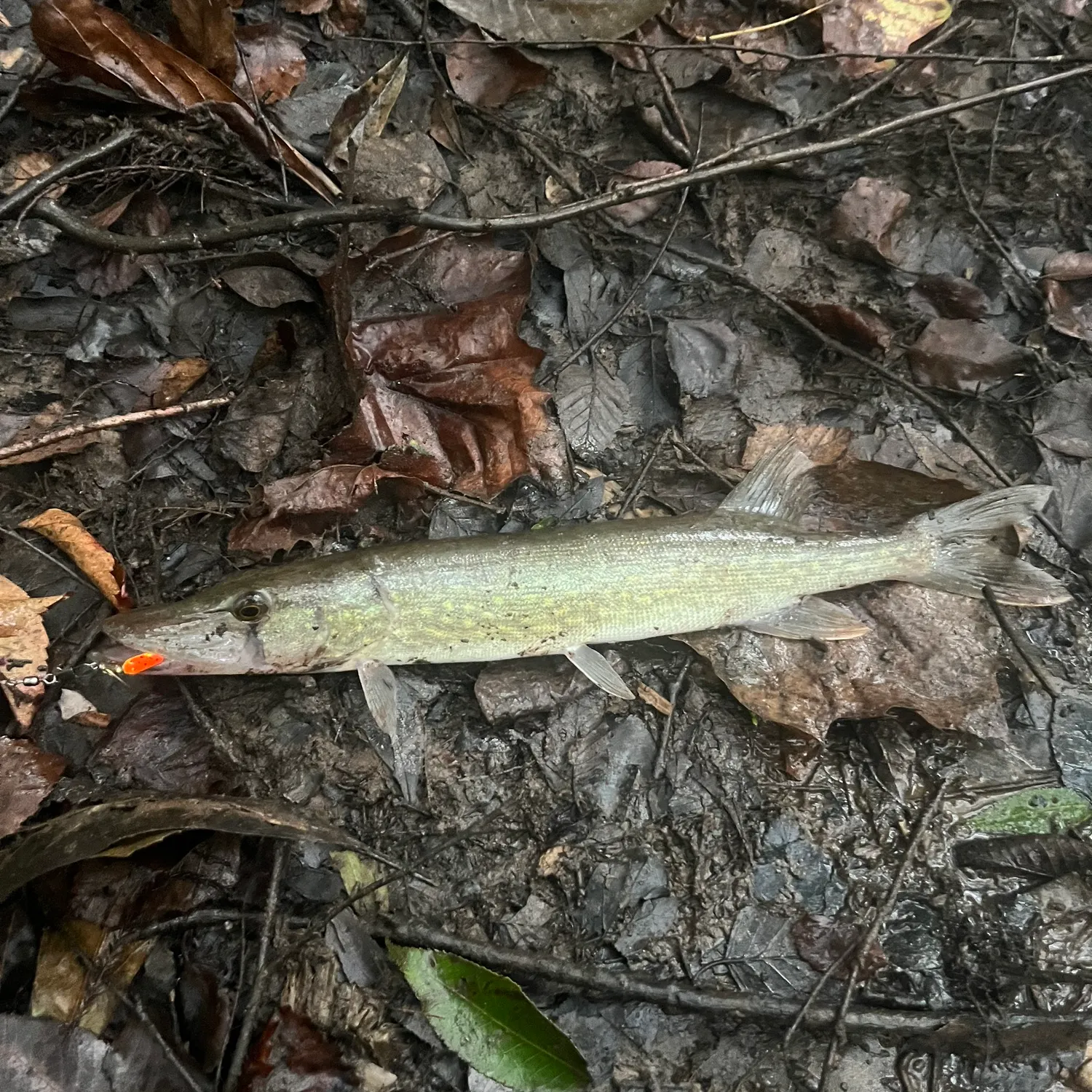 The most recent Redfin pickerel catches on Fishbrain