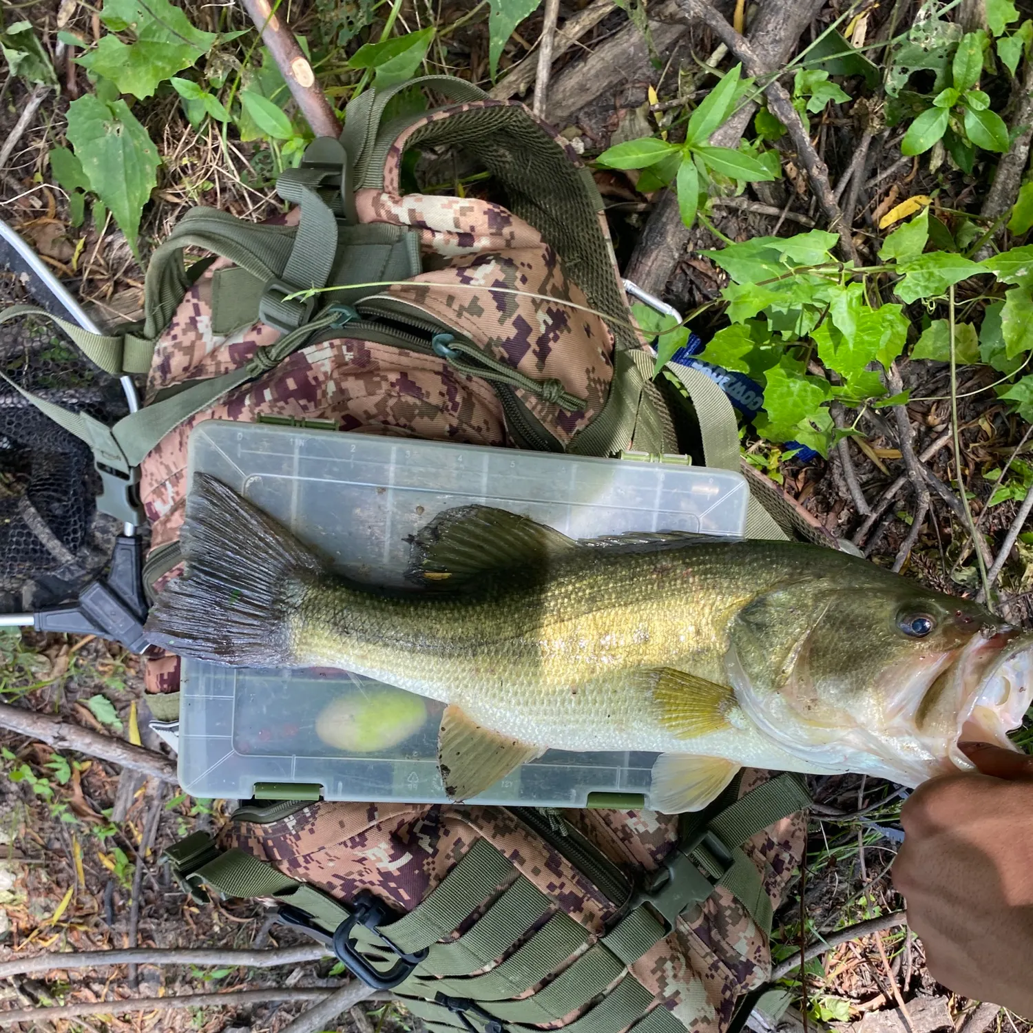 angler catch