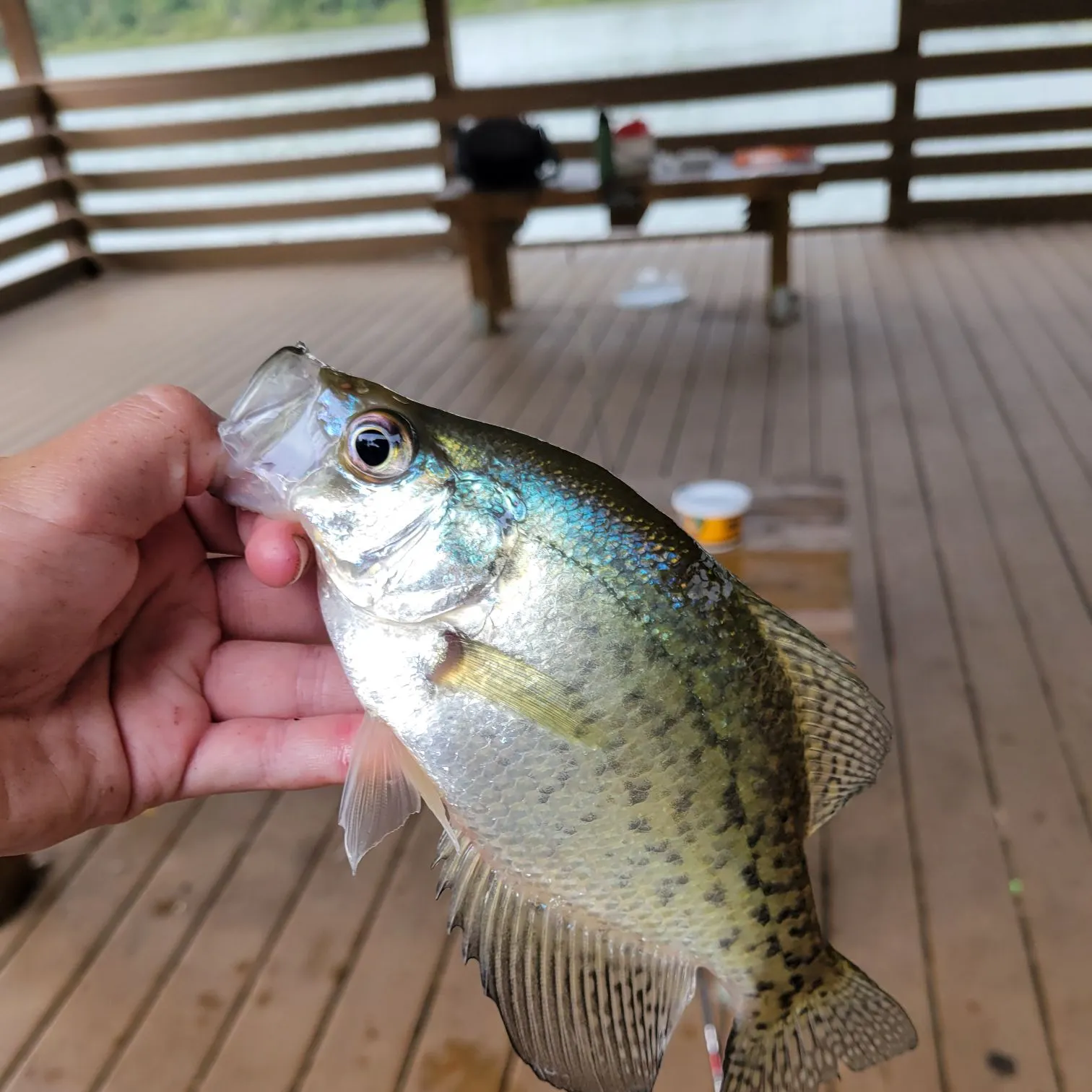 Black crappie caught on Fishbrain