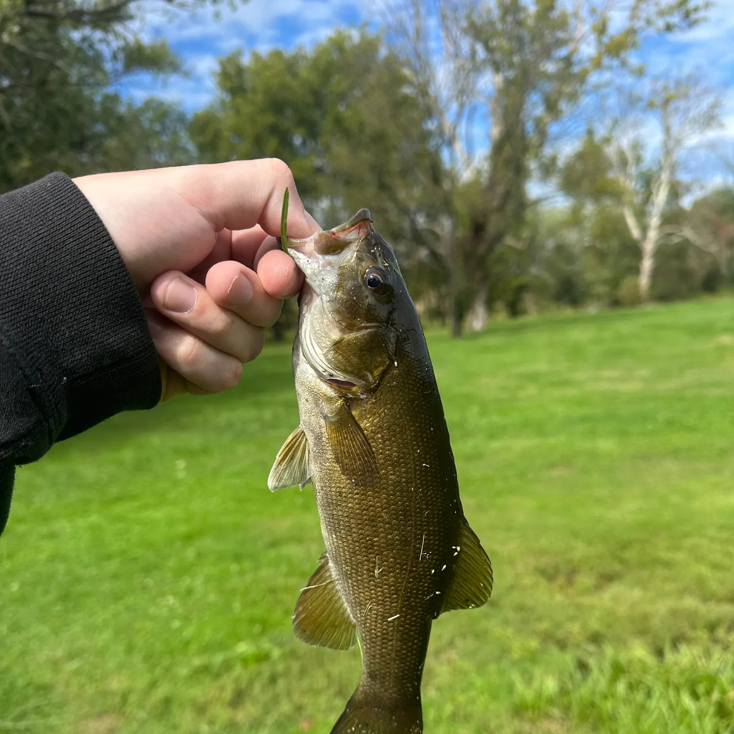 Smallmouth bass caught on Fishbrain