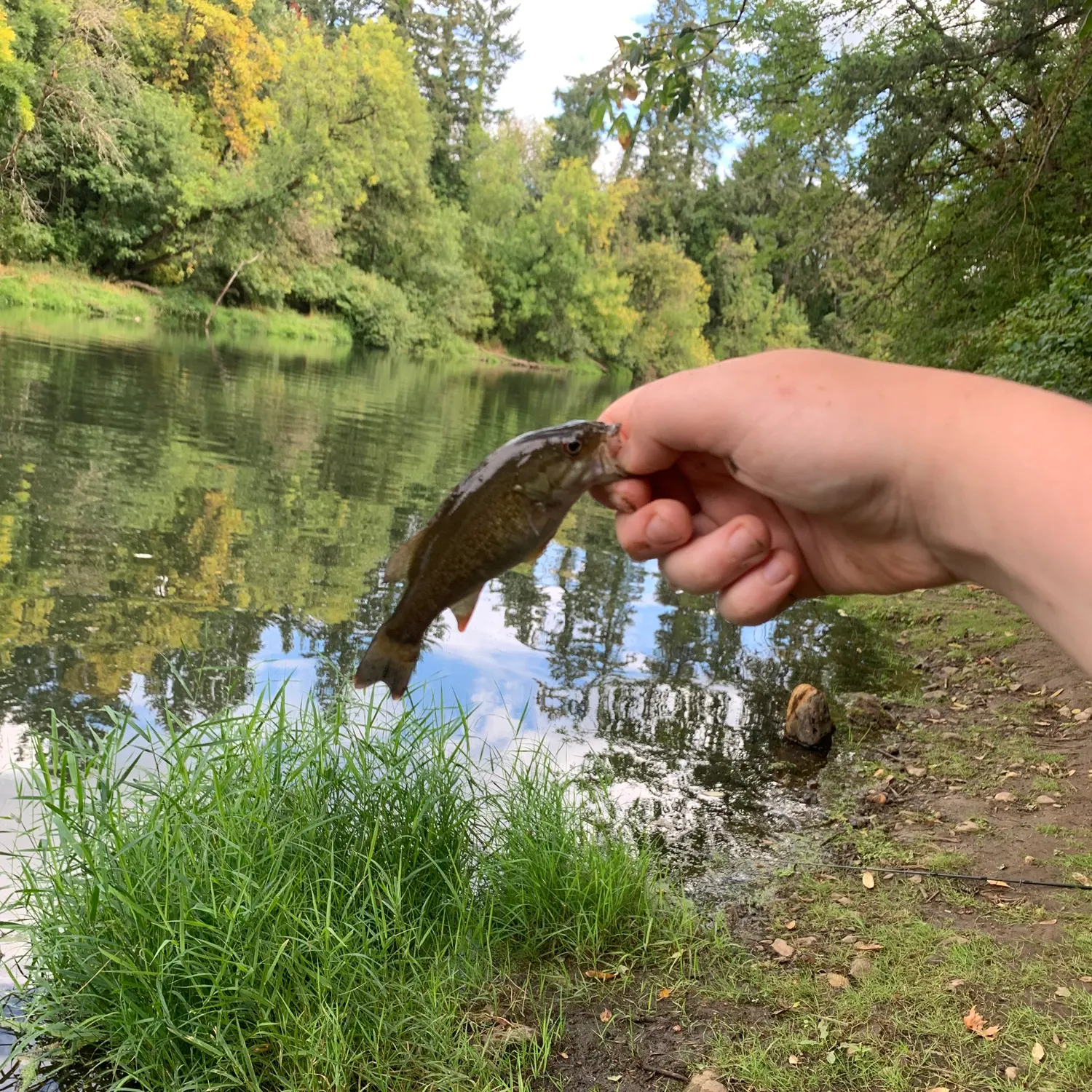 Smallmouth bass caught on Fishbrain