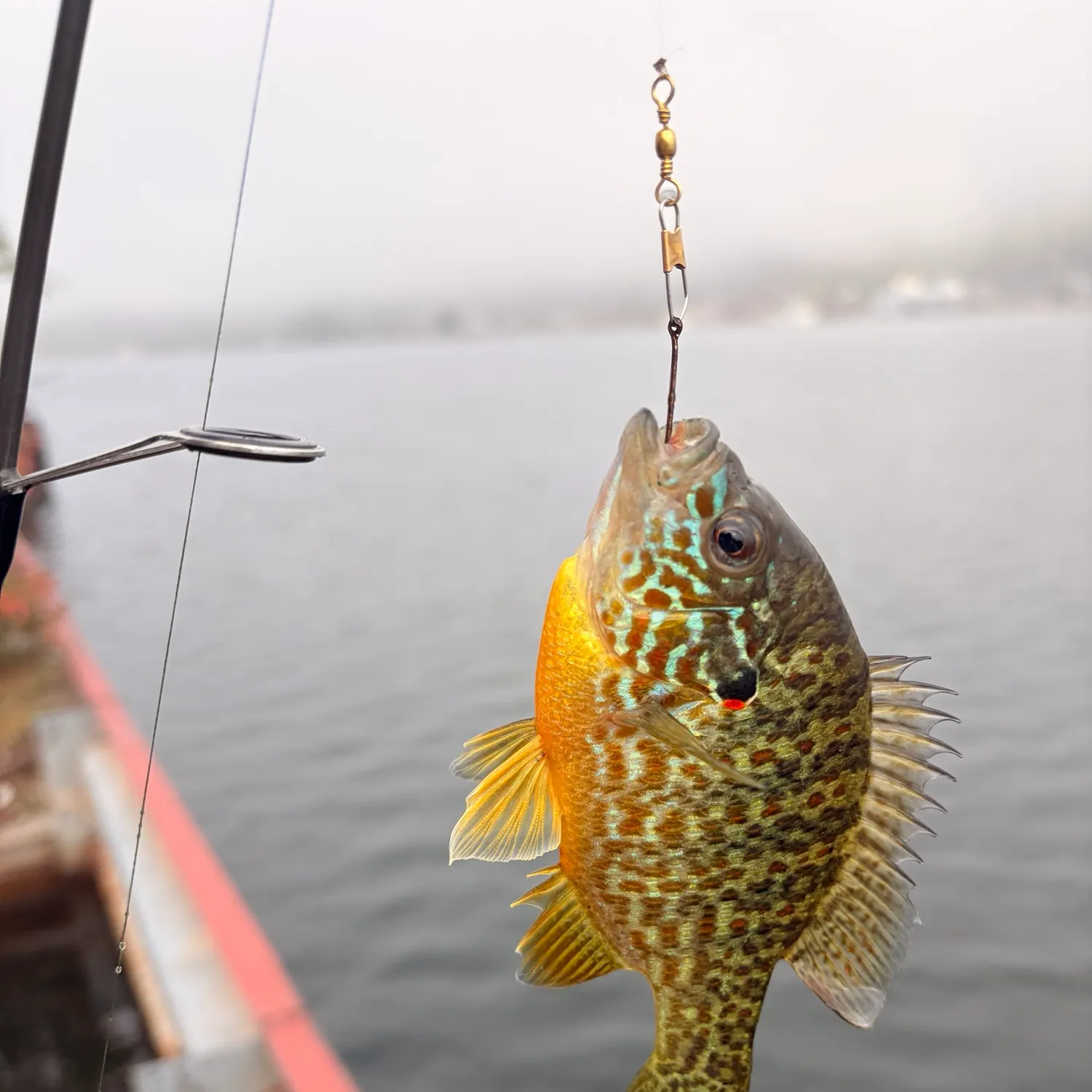 Pumpkinseed caught on Fishbrain