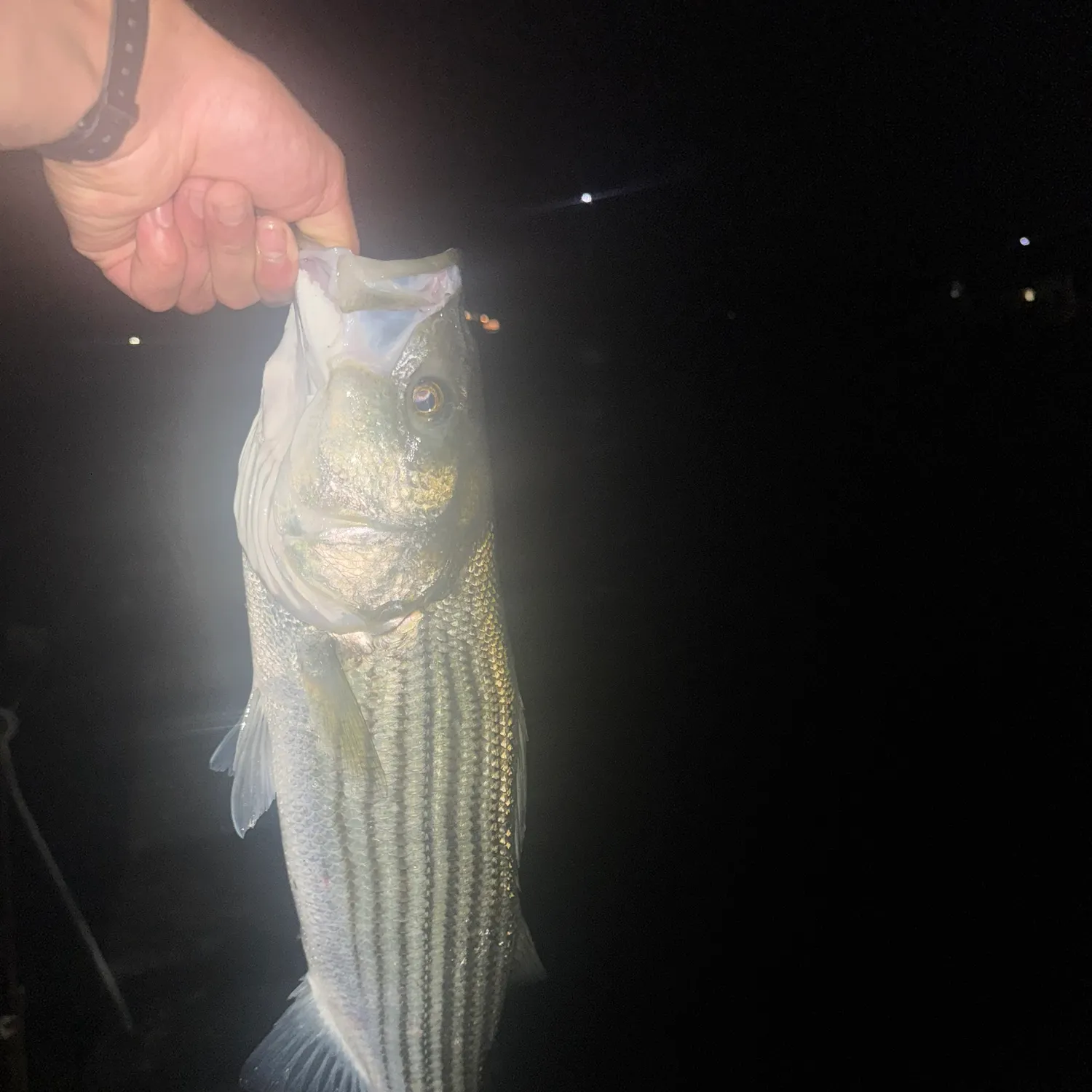 Striped bass caught on Fishbrain