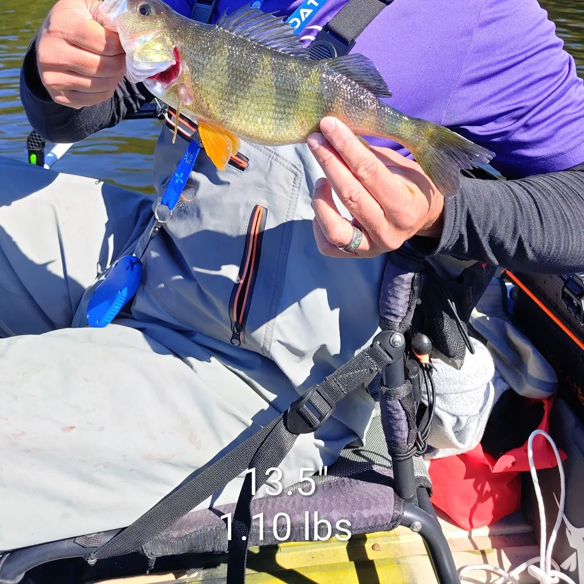 Yellow perch caught on Fishbrain