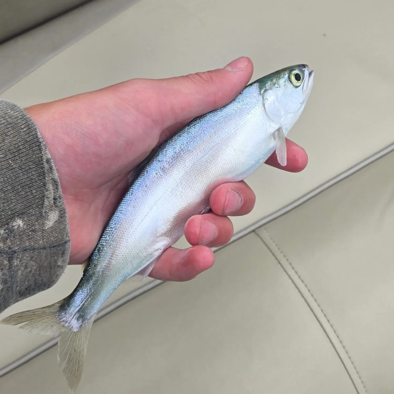 The most recent Kokanee salmon catches on Fishbrain