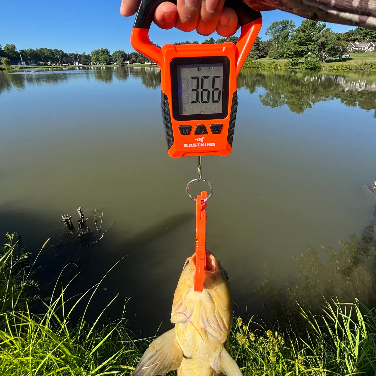 Common carp caught on Fishbrain