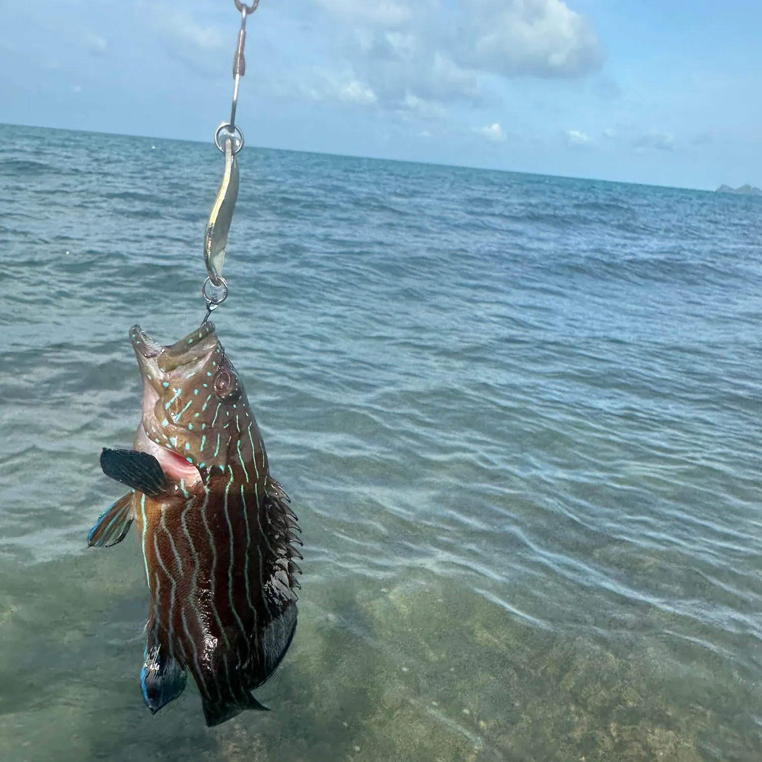 The most recent Bluelined hind catches on Fishbrain