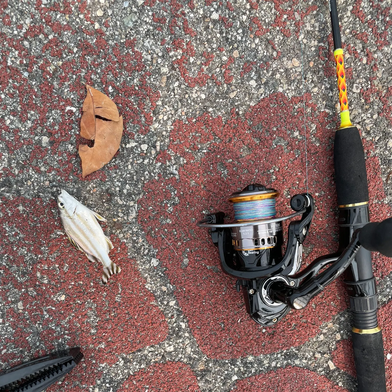 Spanish flag snapper caught on Fishbrain