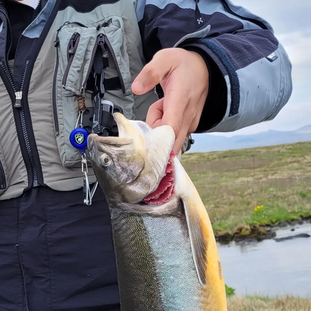 Arctic char caught on Fishbrain