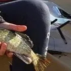 Northern pike caught on Fishbrain