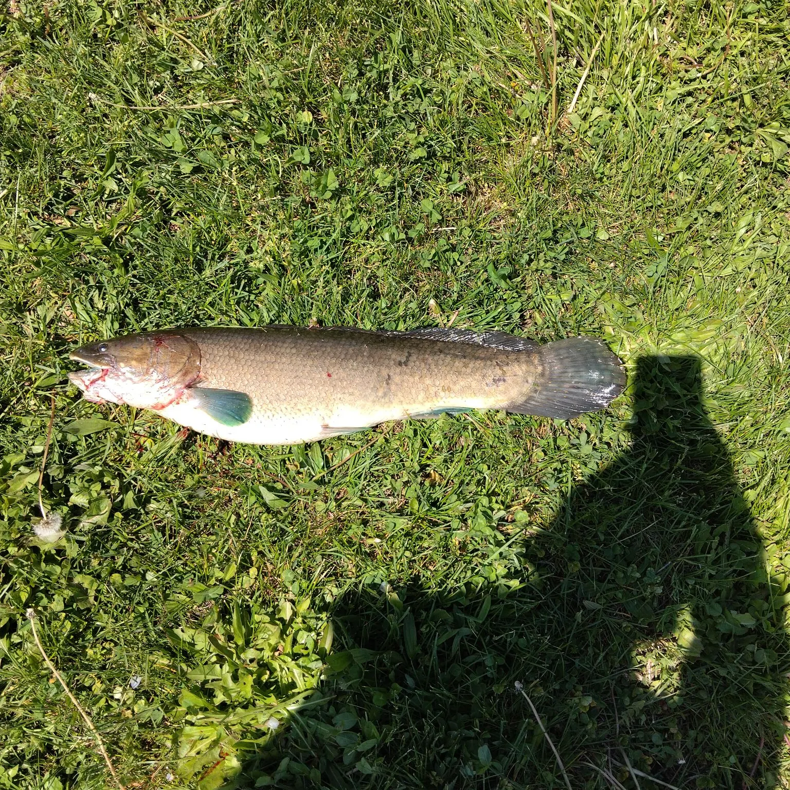 The most recent Eyetail bowfin catches on Fishbrain