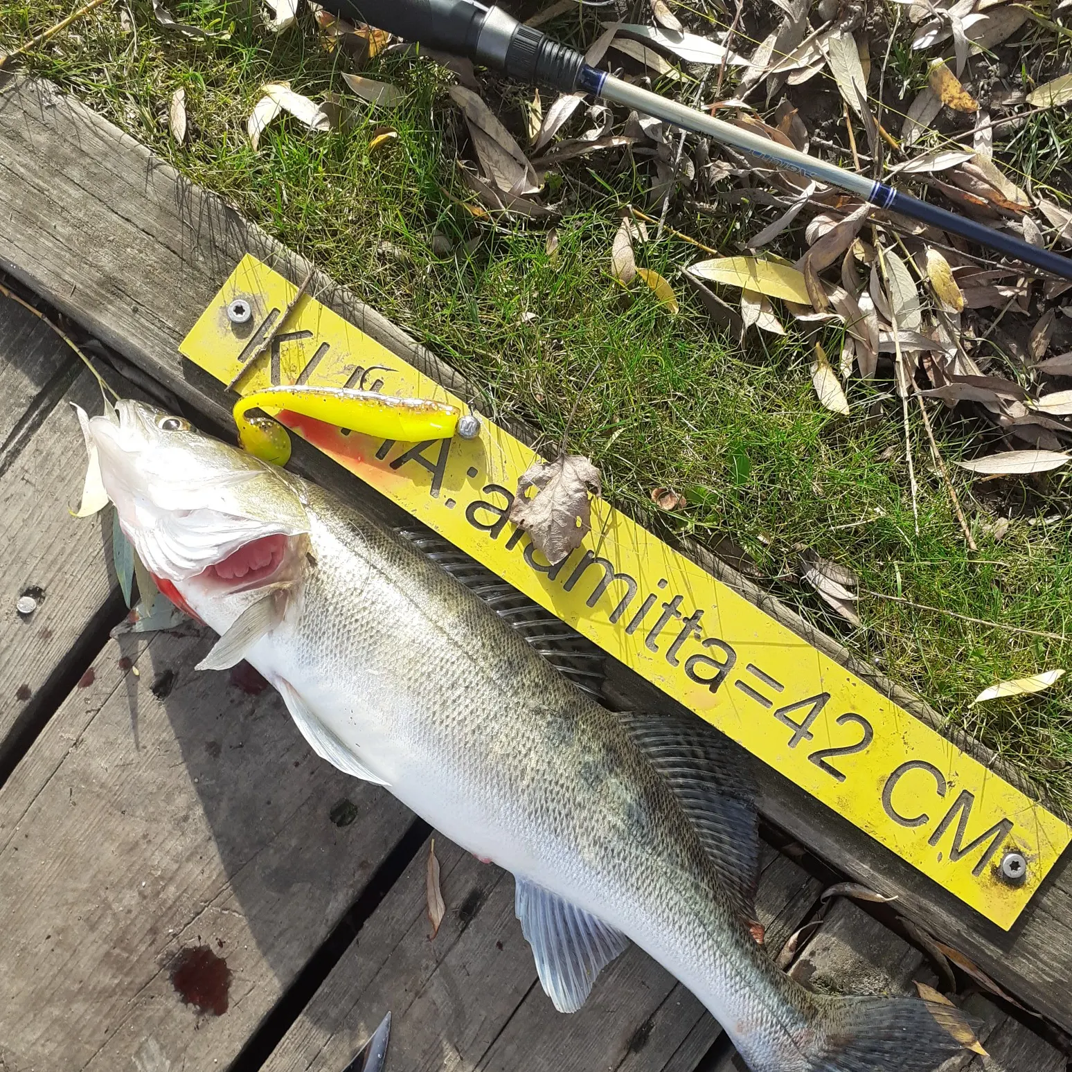 angler catch