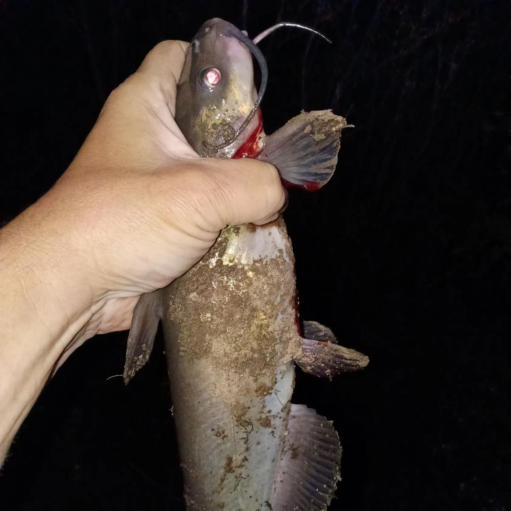 Channel catfish caught on Fishbrain