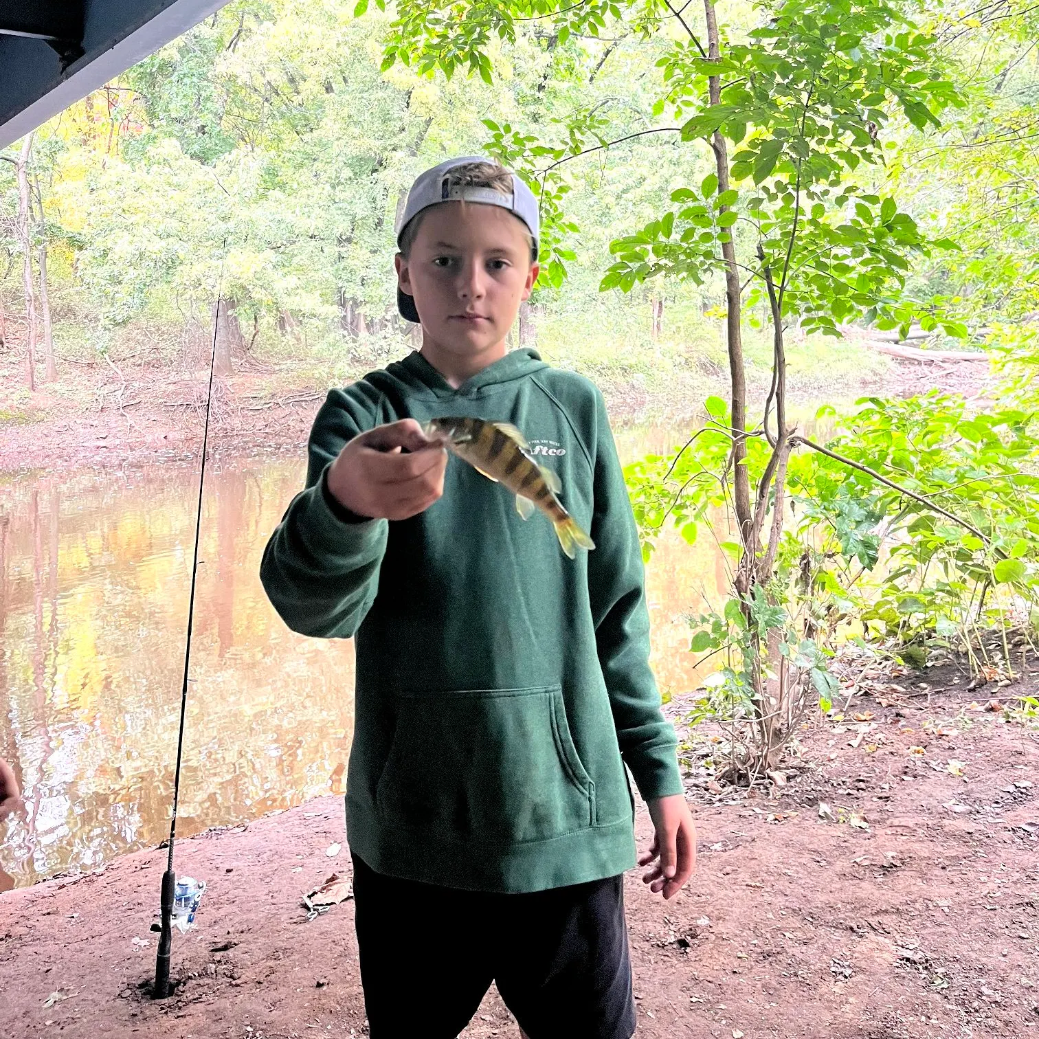 Yellow perch caught on Fishbrain