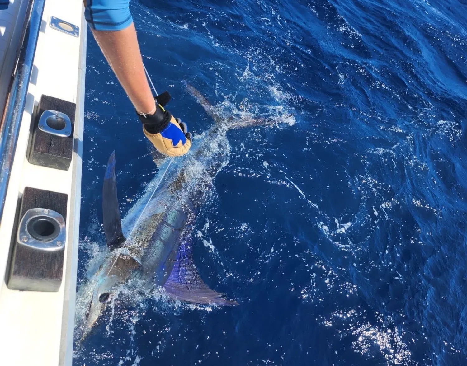 Indo-Pacific sailfish