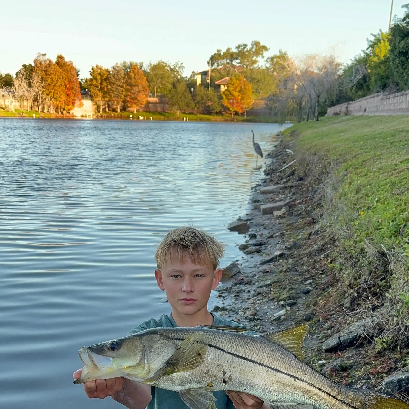 The most recent Common snook catches on Fishbrain
