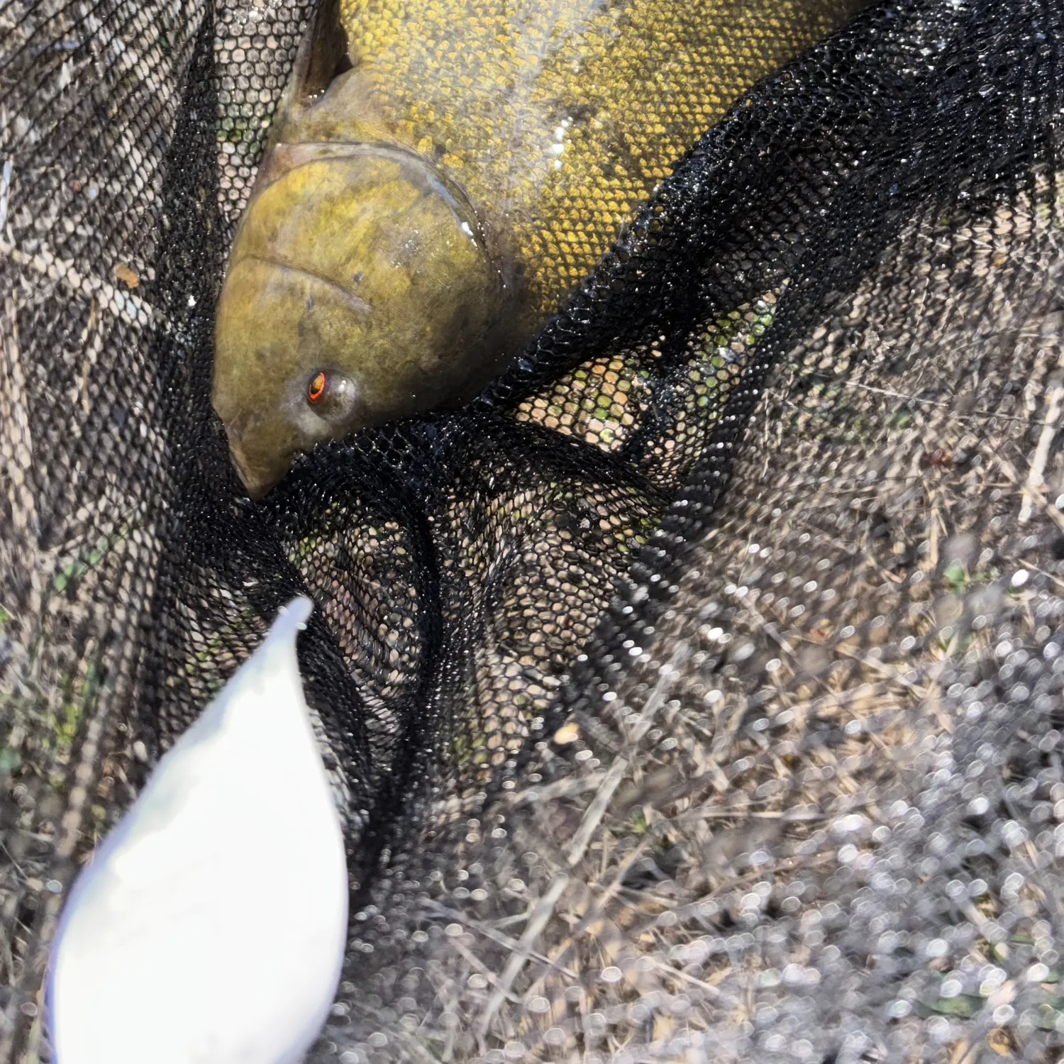 Tench caught on Fishbrain