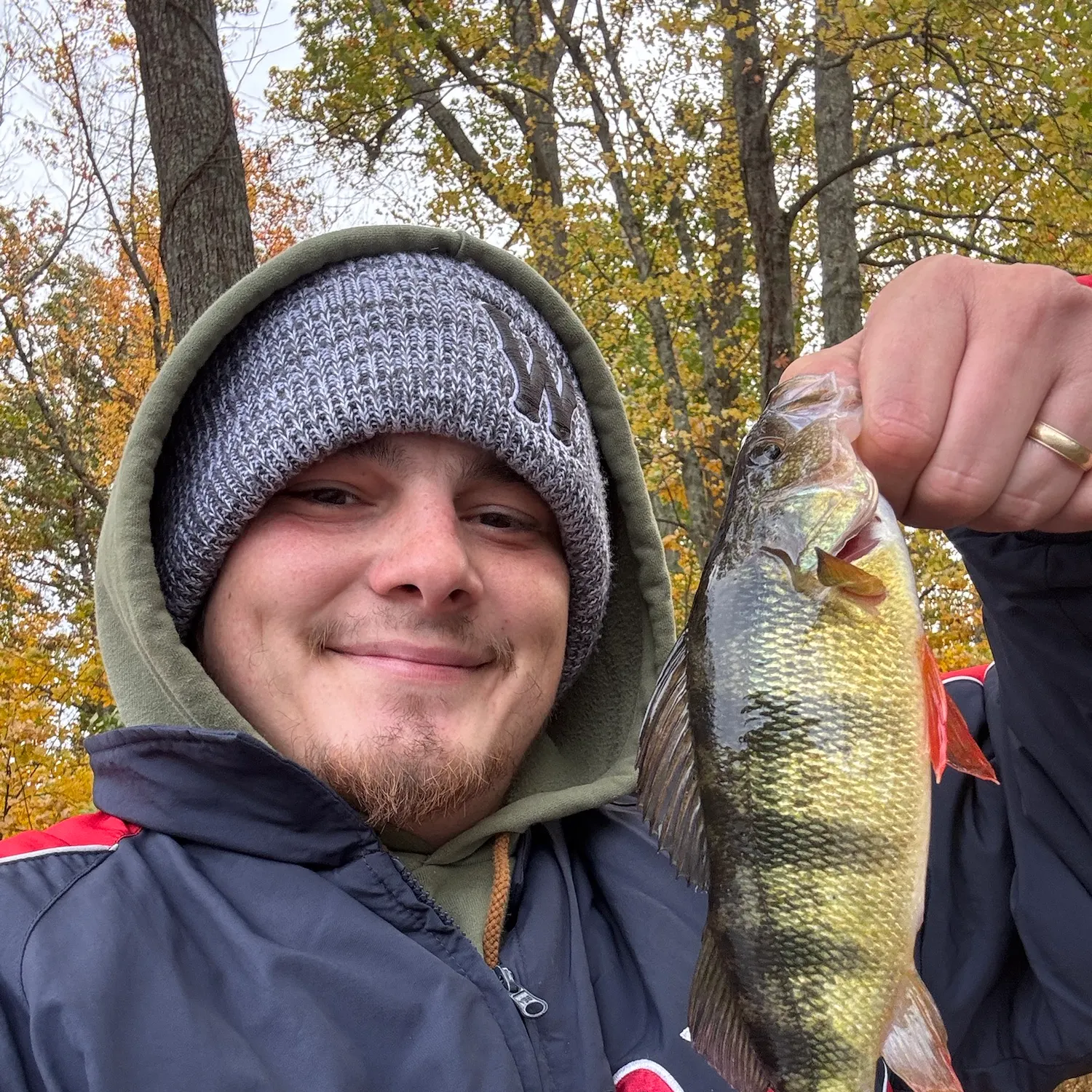 Yellow perch caught on Fishbrain