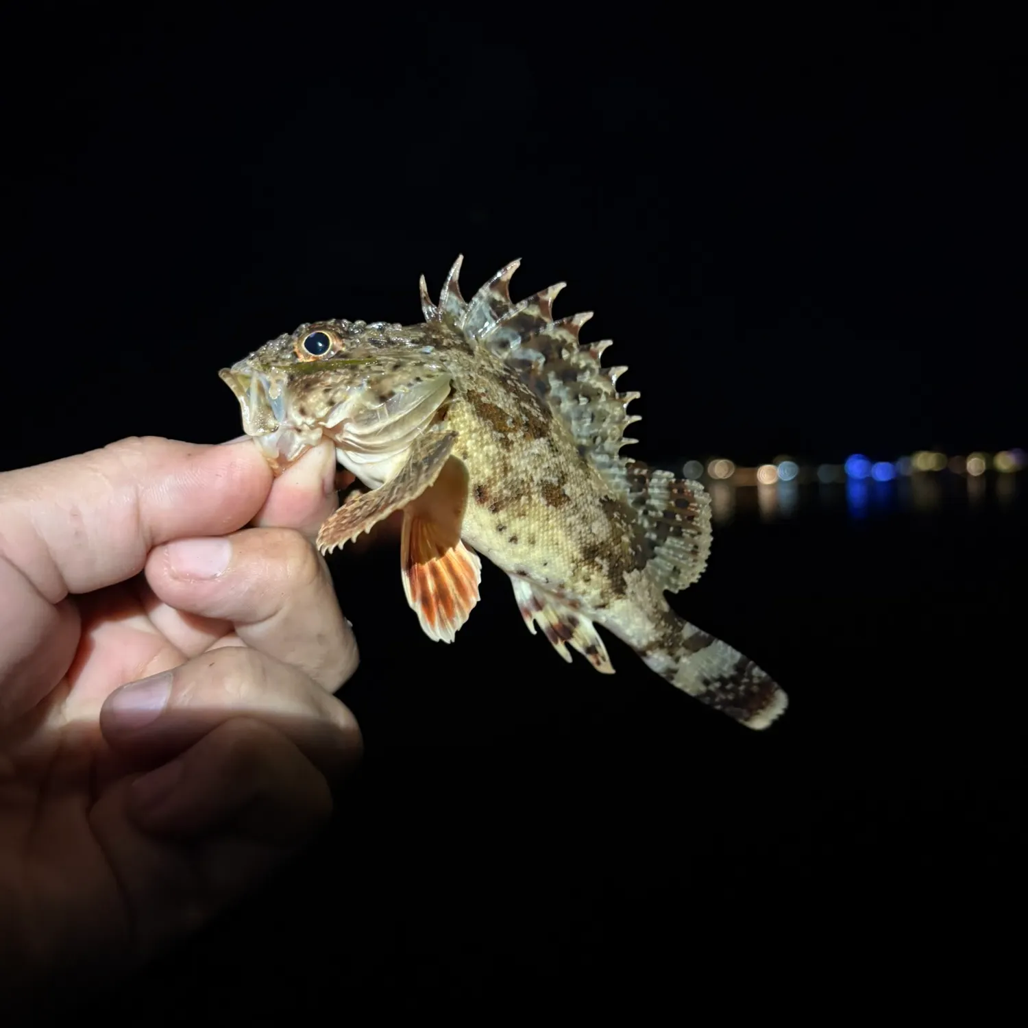 The most recent California scorpionfish catches on Fishbrain