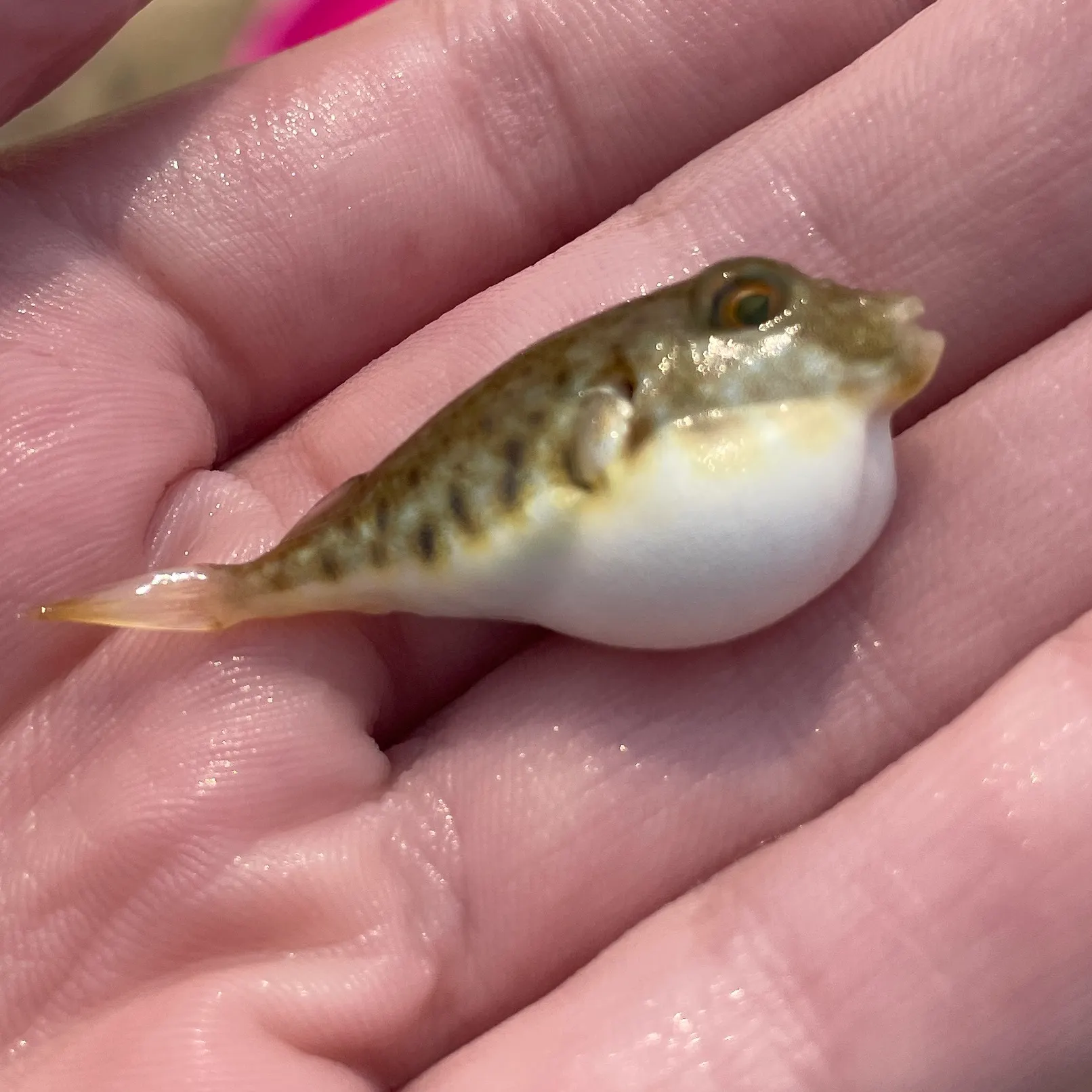 The most recent Evileye pufferfish catches on Fishbrain