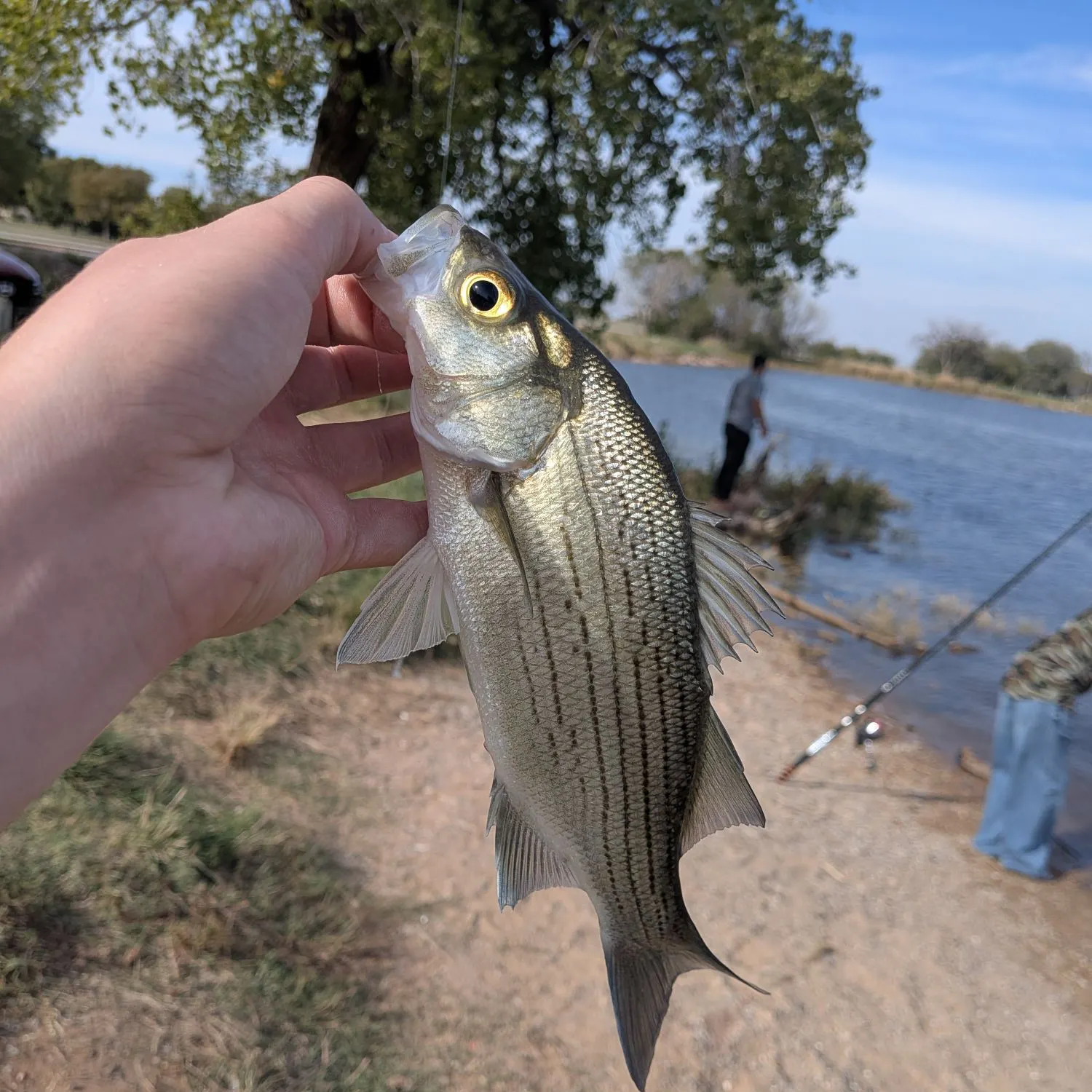White bass caught on Fishbrain