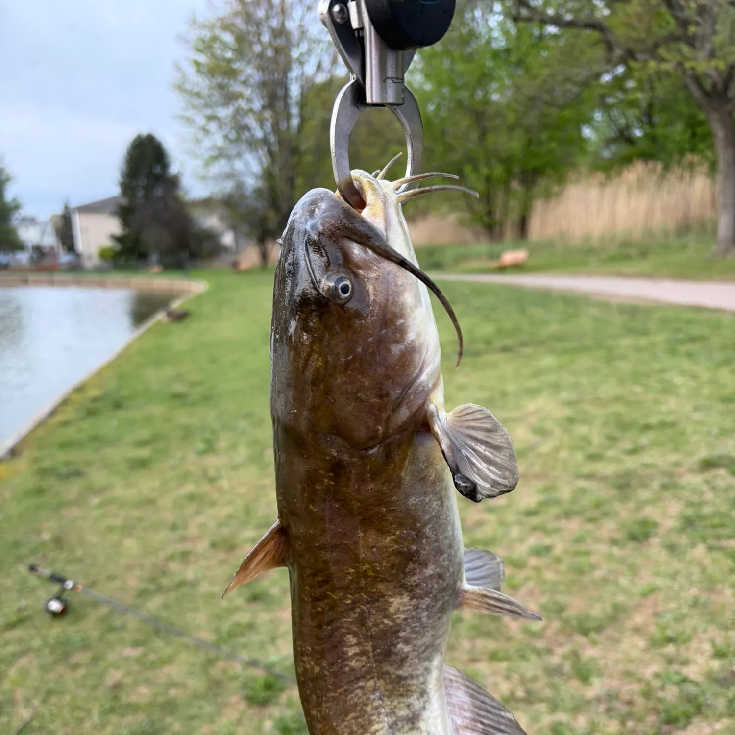 The most recent Lake Biwa catfish catches on Fishbrain