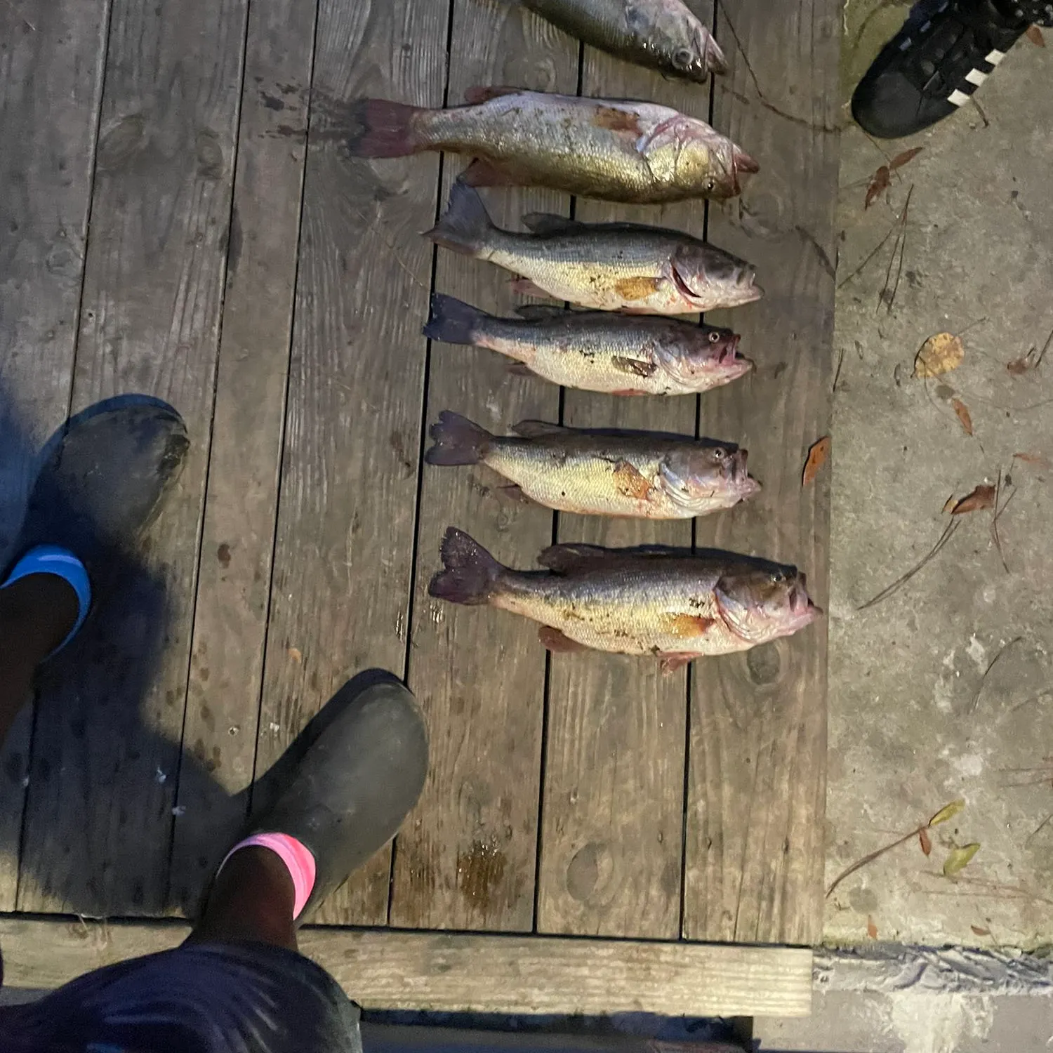 recently logged catches