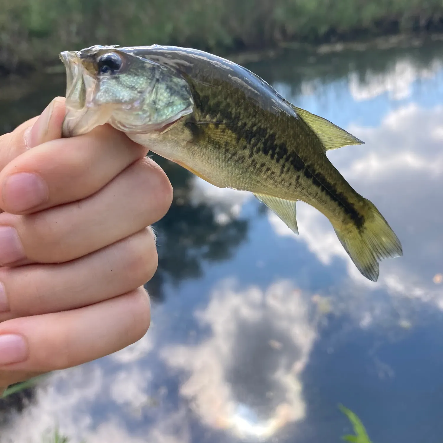 Largemouth bass caught on Fishbrain