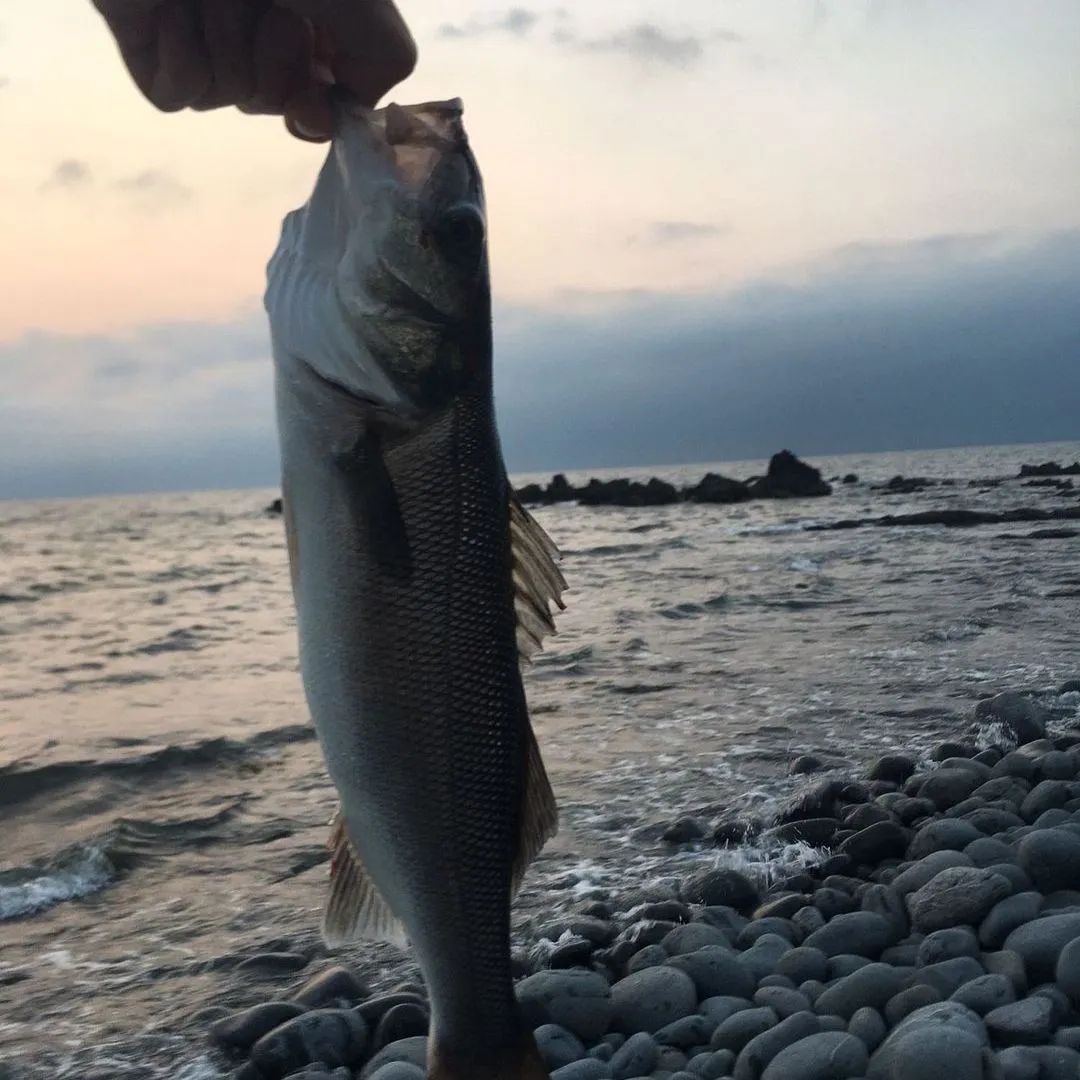 European seabass caught on Fishbrain