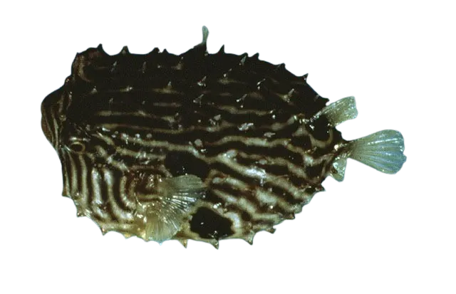 Striped burrfish
