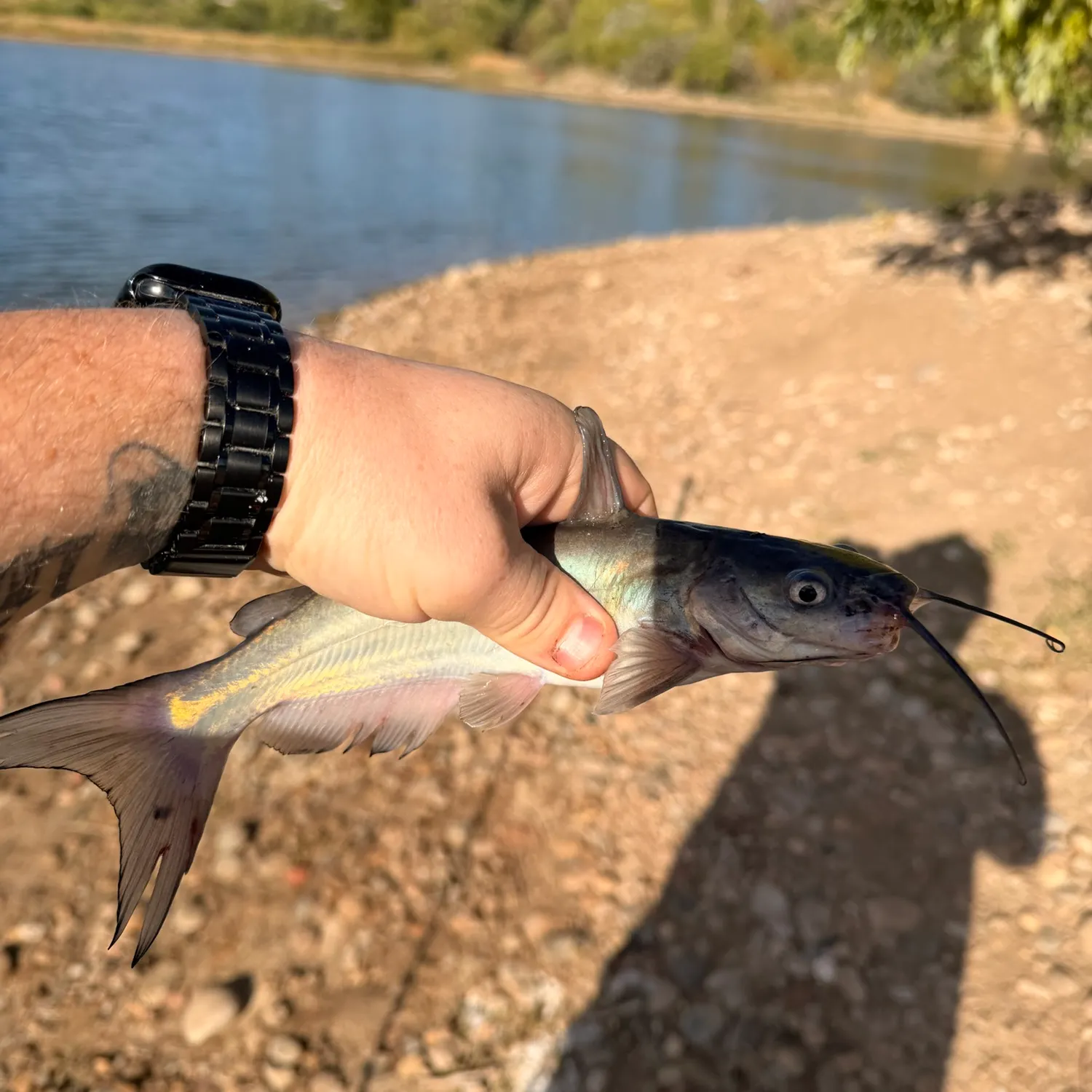 Channel catfish caught on Fishbrain